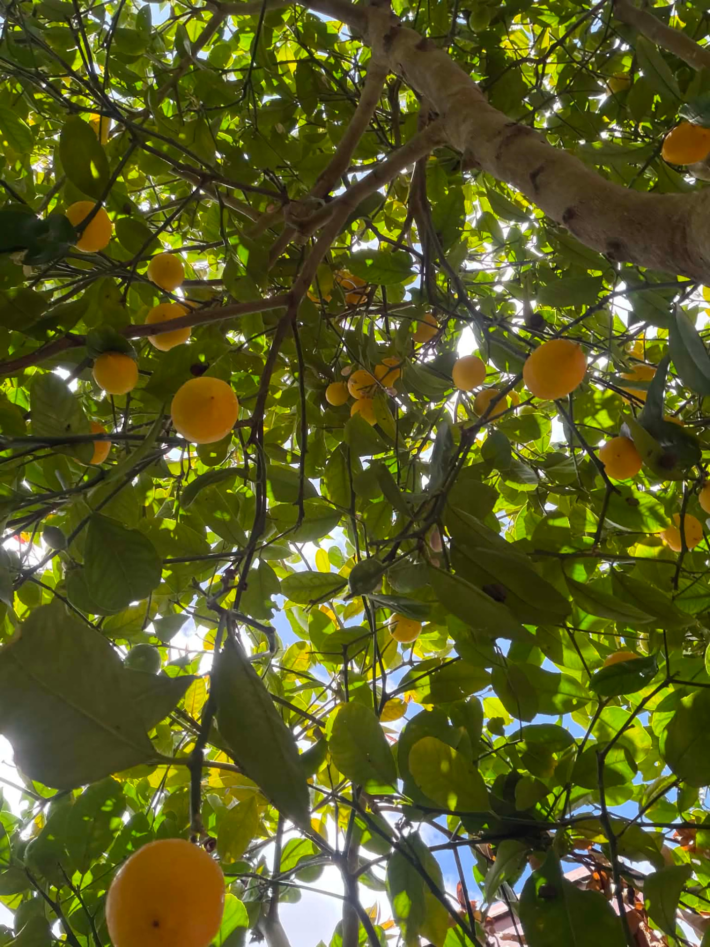 Healthy persimmon tree canopy full of fruit after professional pruning