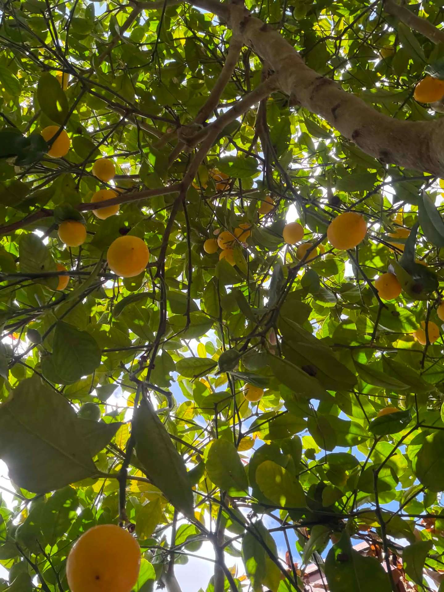 Healthy persimmon fruit tree after seasonal pruning