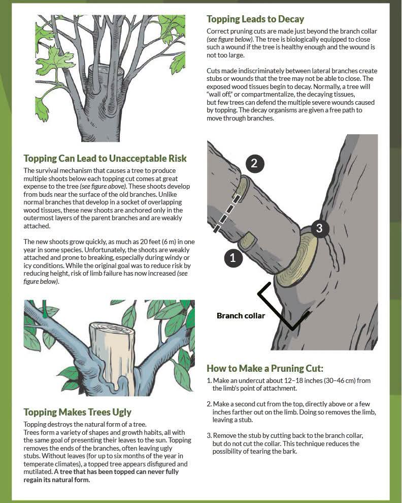 ISA guide: topping leads to decay, unacceptable risk, and how to make a proper pruning cut